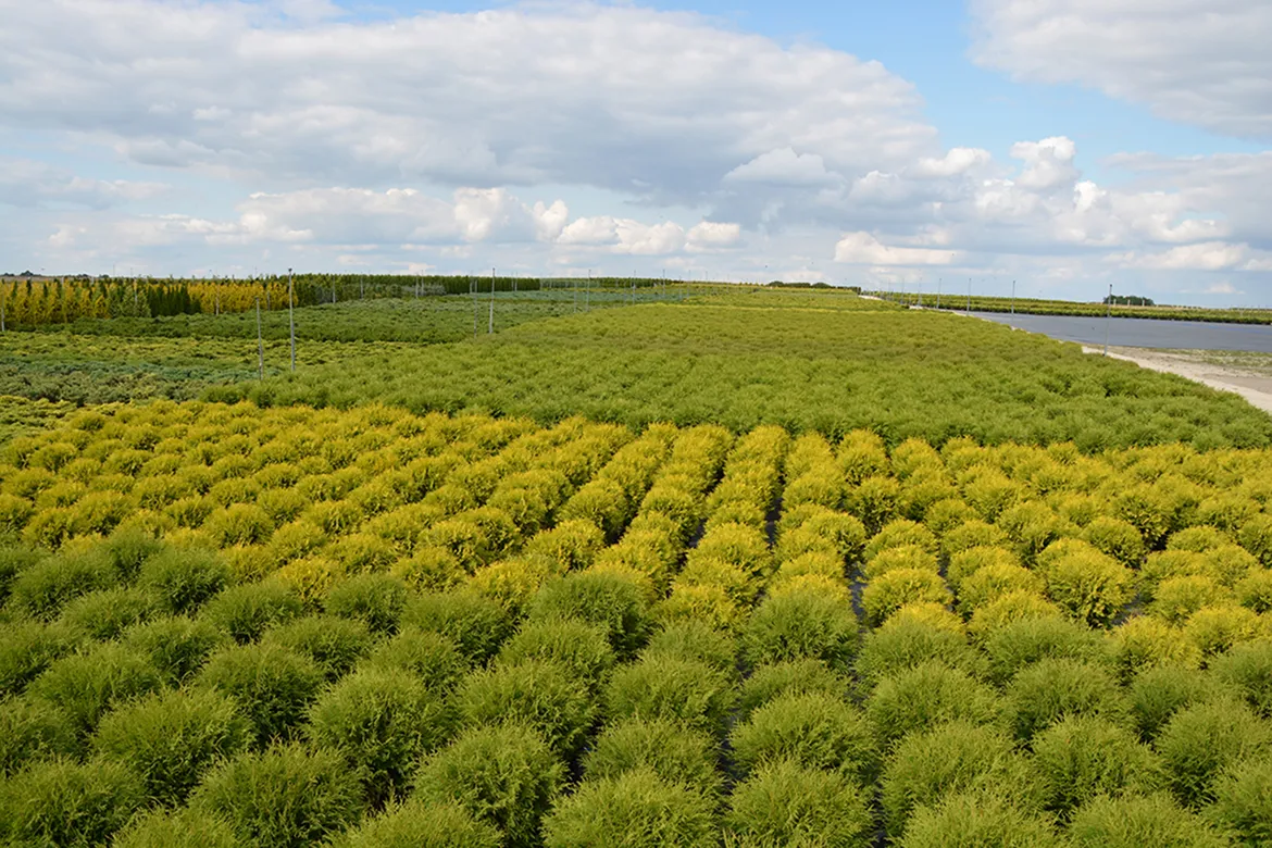 plantación de árboles jóvenes durante la temporada otoñal
