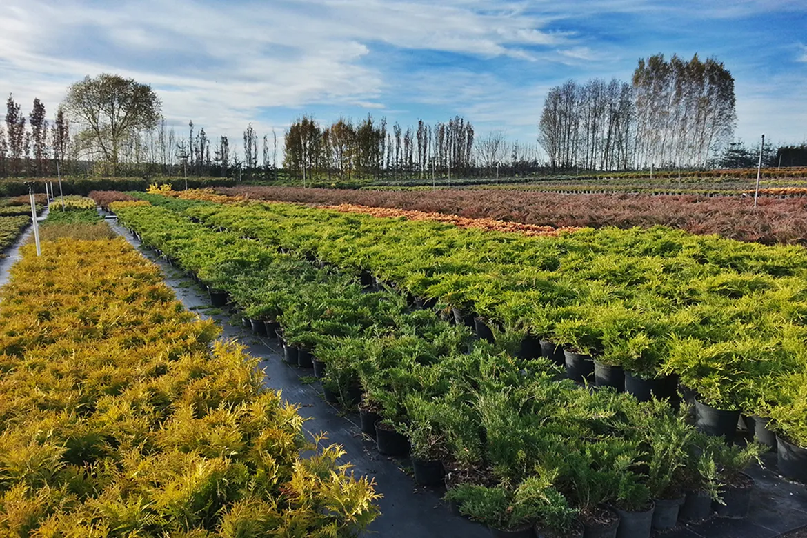 plantación de arbustos ornamentales listos para entrega