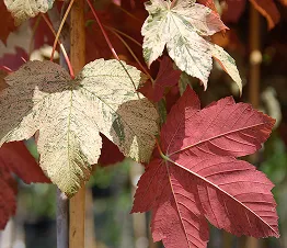 filas de árboles frutales jóvenes en el vivero