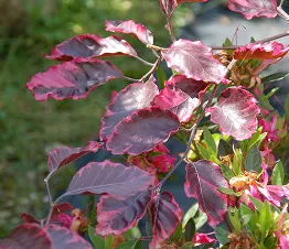árboles frutales columnares especiales en contenedores