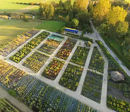 plantación de piceas y pinos jóvenes
