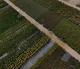 árboles de alineación con troncos rectos listos para plantación