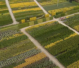 colección de plantas trepadoras en macetas de cultivo