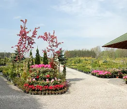 colección única de plantas ornamentales raras